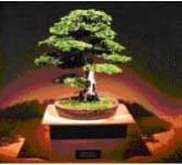gambar bonsai bentuk tegak lurus teratur
