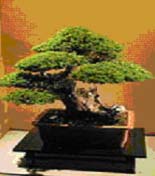 gambar bonsai bentuk tegak lurus tidak teratur