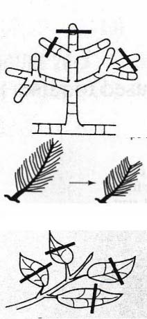 Gambar teknik pemangkasan pada pembentukan bonsai