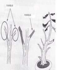 Gambar pembentukan cabang bonsai