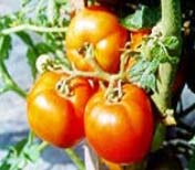 Gambar Varietas Tomat Mirah